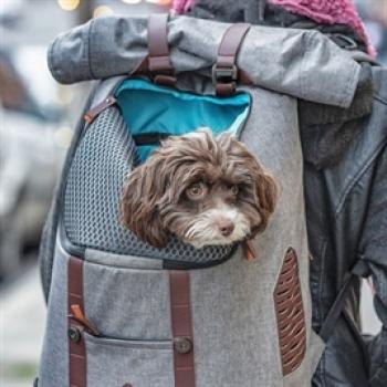 Rucksack Weg = Weg Grau / Braun Kurgo